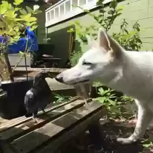 adoptable Dog in Portland, OR named Sequoia